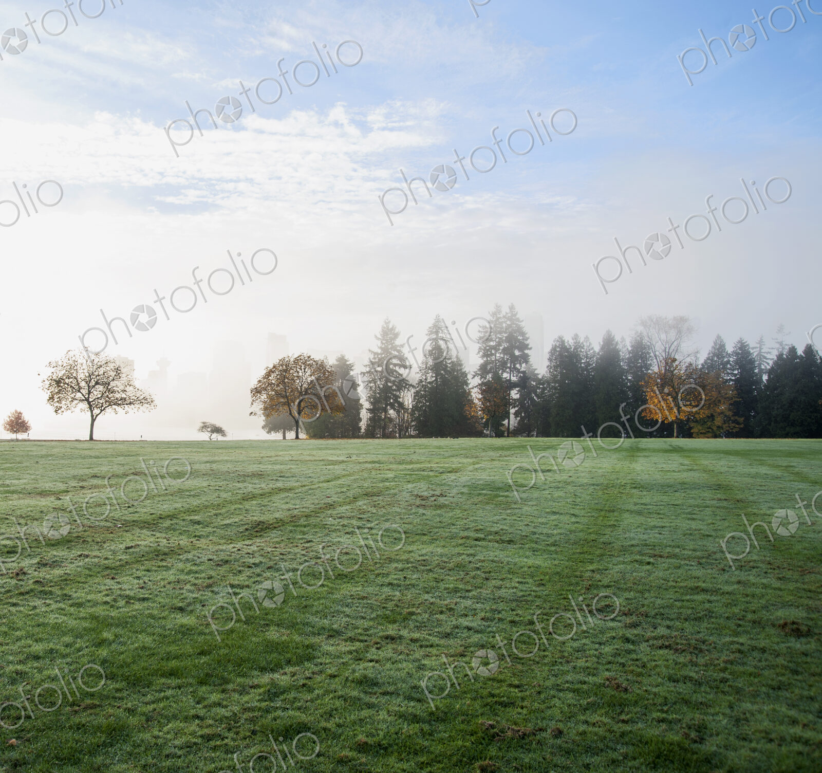 Stanley Park in the early morning.