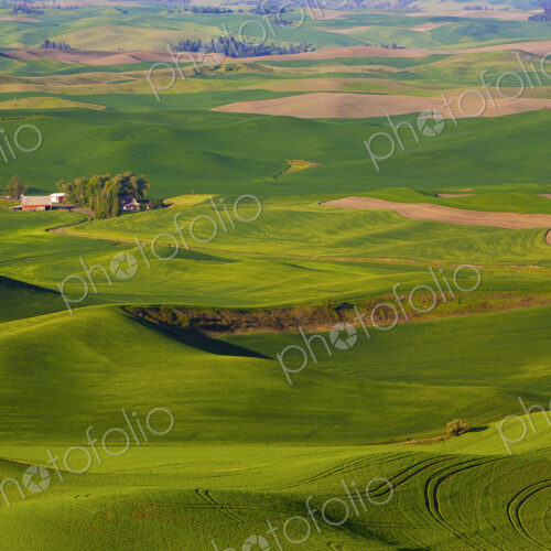 Steptoe Butte Island standing tall above the Palouse in Washington State. Steptoe Butte Island standing tall above the Palouse in Washington State.