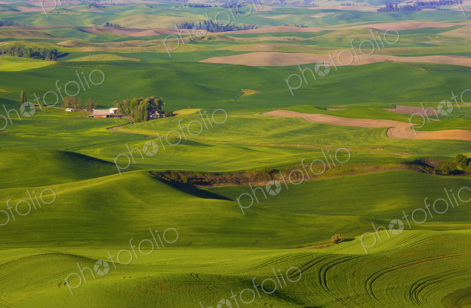 Steptoe Butte Island standing tall above the Palouse in Washington State.