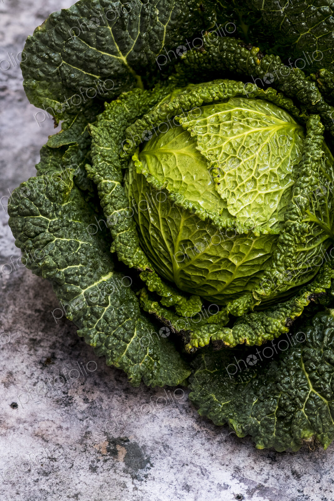 Still life, a fresh round green savoy cabbage