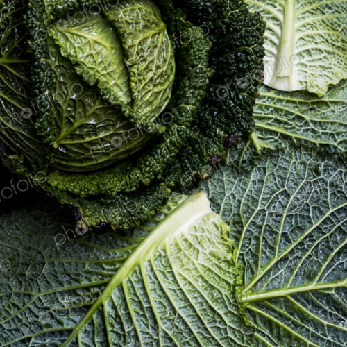 Still life, a fresh round green savoy cabbage Still life, a fresh round green savoy cabbage