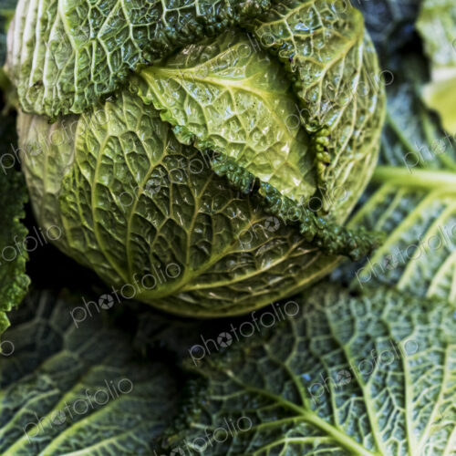 Still life, a fresh round green savoy cabbage Still life, a fresh round green savoy cabbage