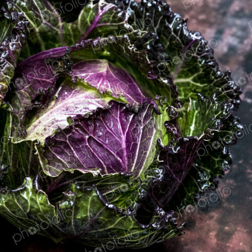 Still life, a fresh round green savoy cabbage with purple red leaves. Still life, a fresh round green savoy cabbage with purple red leaves.