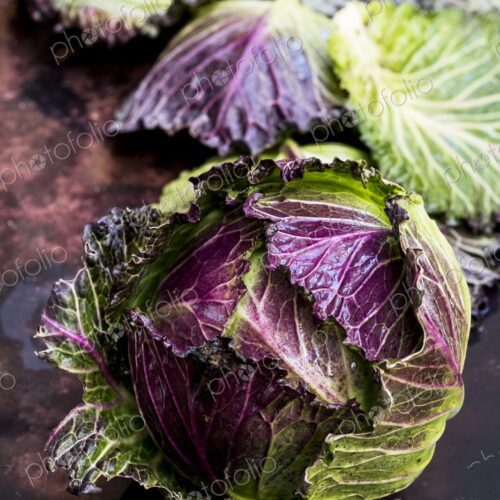 Still life, a fresh round red and green savoy cabbage Still life, a fresh round red and green savoy cabbage