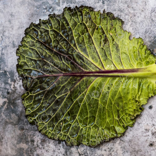 Still life, a single fresh cabbage leaf with red and green colour on a grey background. Still life, a single fresh cabbage leaf with red and green colour on a grey background.