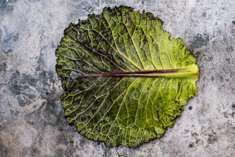 Still life, a single fresh cabbage leaf with red and green colour on a grey background.