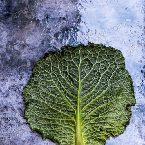 Still life, cabbage leaf with patterned stem and crinkled green edge Still life, cabbage leaf with patterned stem and crinkled green edge
