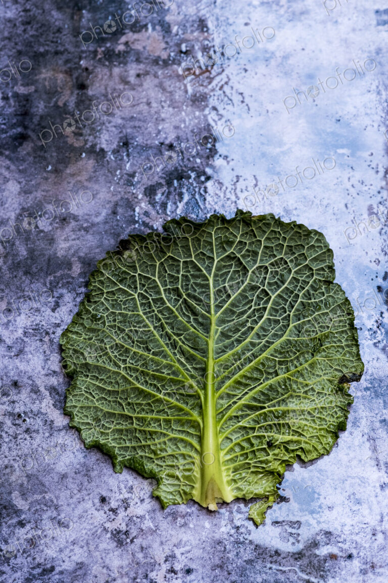 Still life, cabbage leaf with patterned stem and crinkled green edge