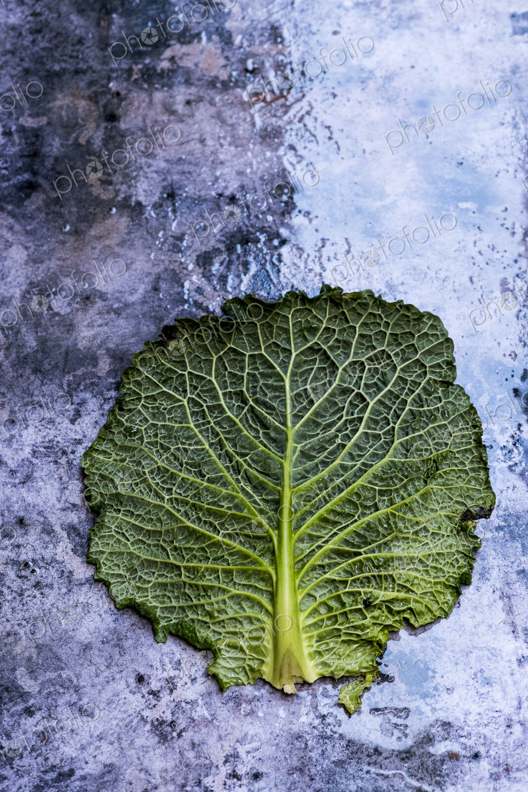 Still life, cabbage leaf with patterned stem and crinkled green edge