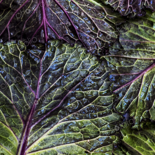 Still life, fresh green and red cabbage leaves. Still life, fresh green and red cabbage leaves.