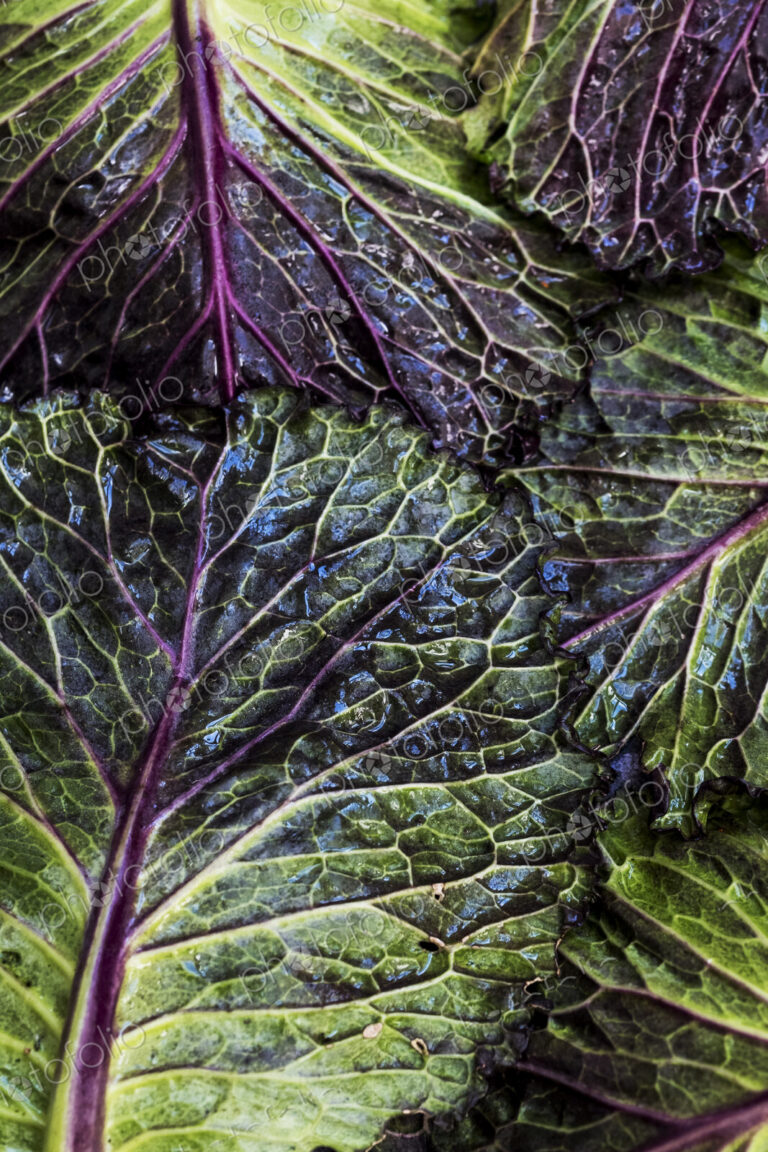 Still life, fresh green and red cabbage leaves.