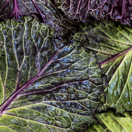 Still life, fresh green and red cabbage leaves. Still life, fresh green and red cabbage leaves.