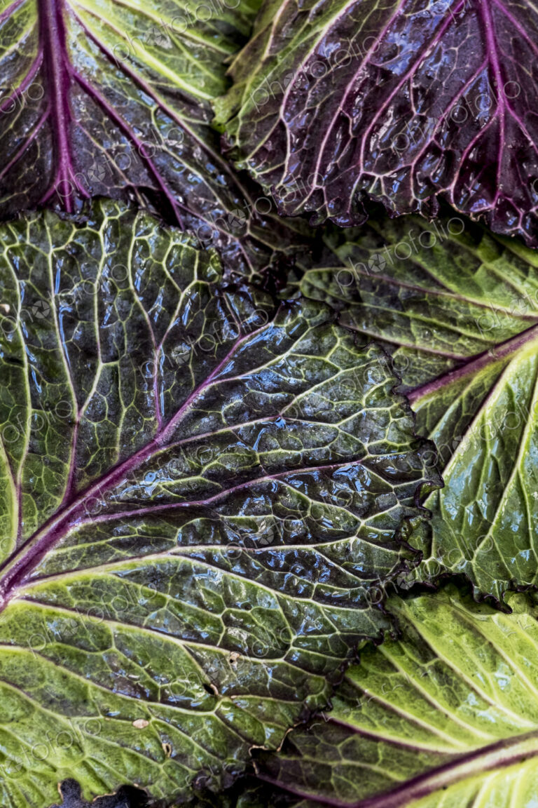 Still life, fresh green and red cabbage leaves.