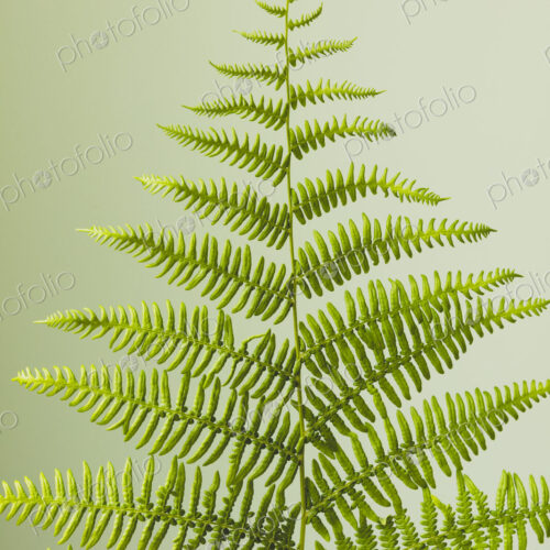 Still life of Lady fern
