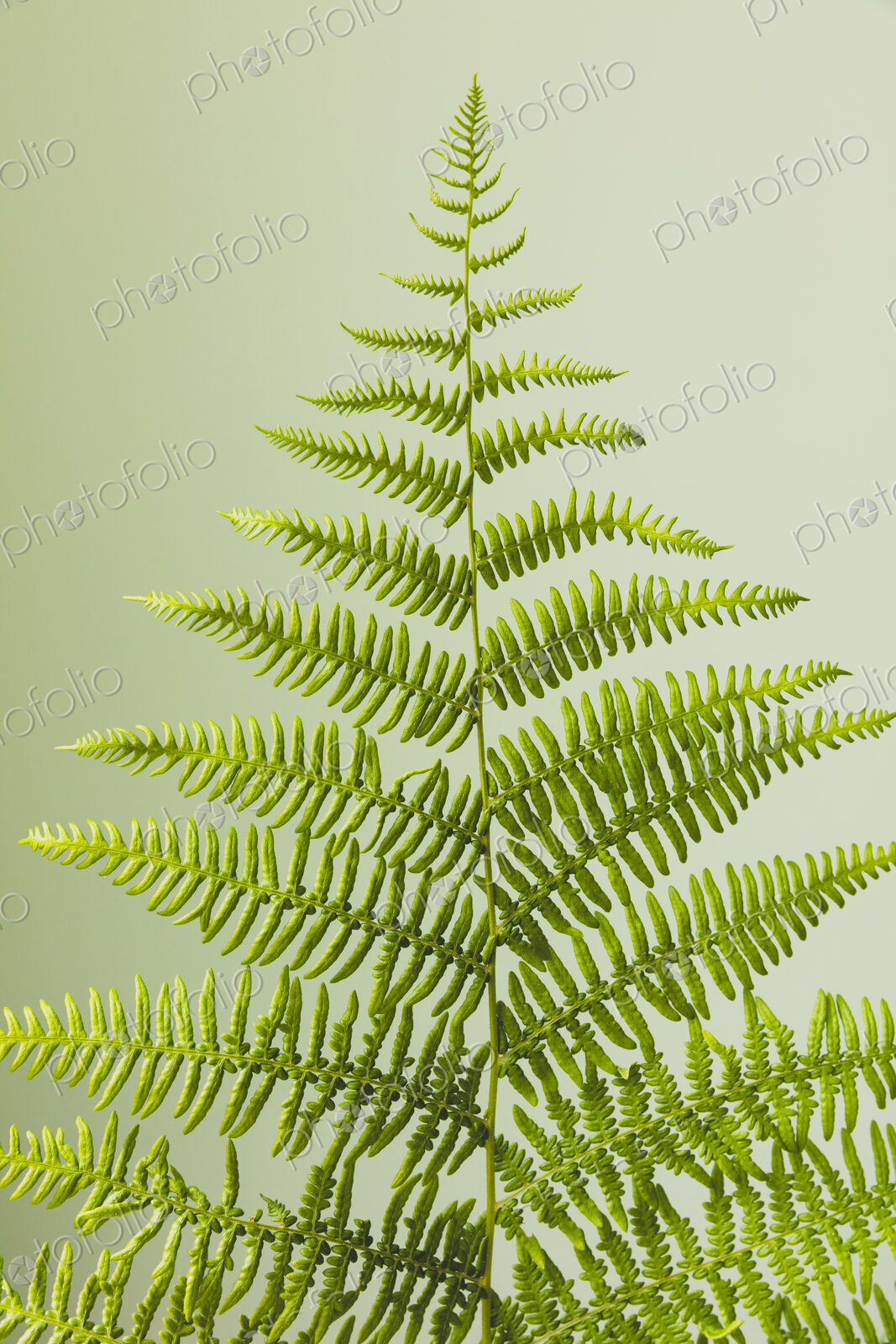 Still life of Lady fern