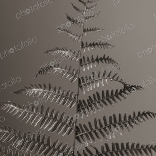 Still life of Lady fern