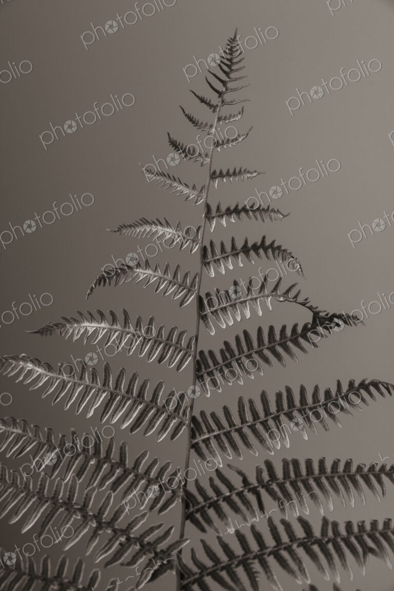 Still life of Lady fern