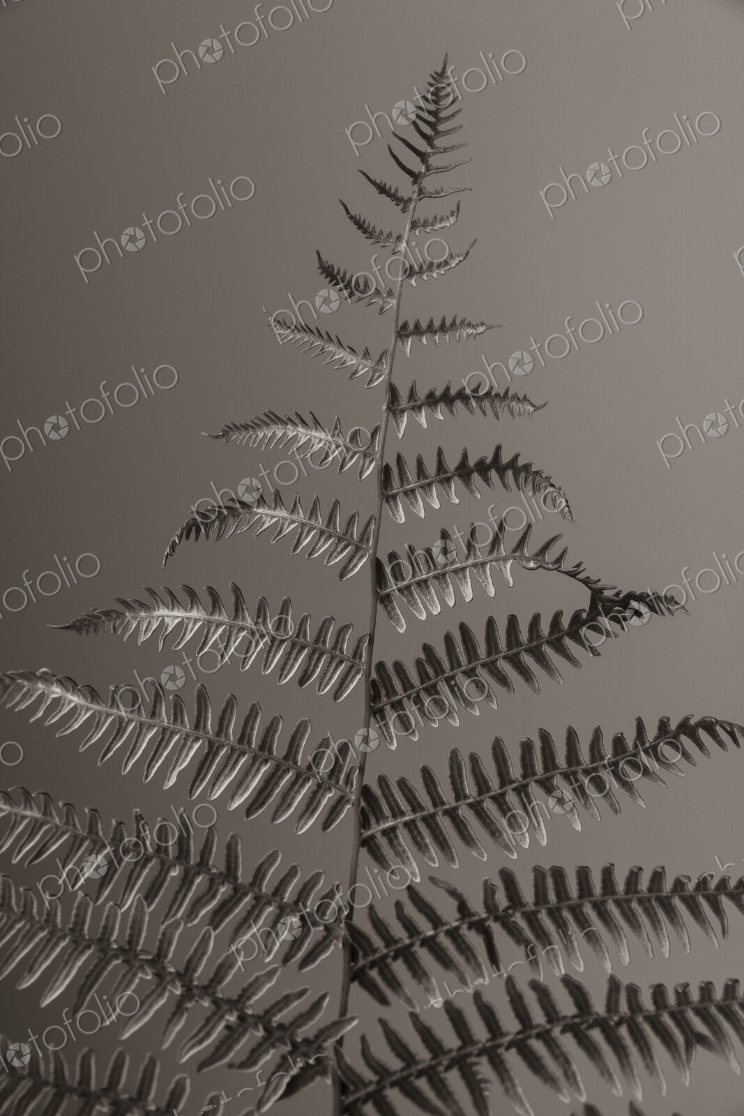 Still life of Lady fern