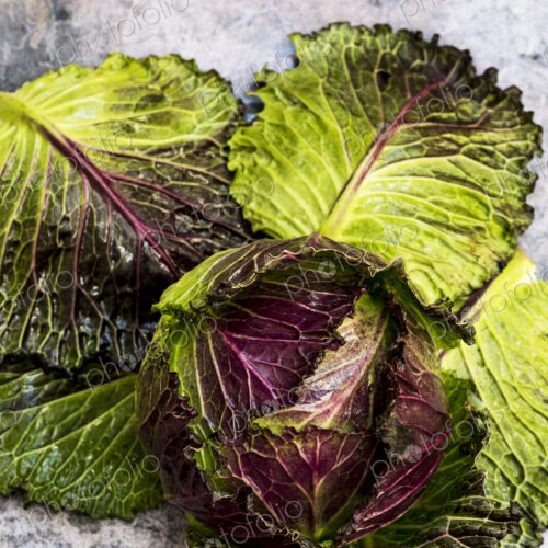 Still life of a fresh green cabbage Still life of a fresh green cabbage