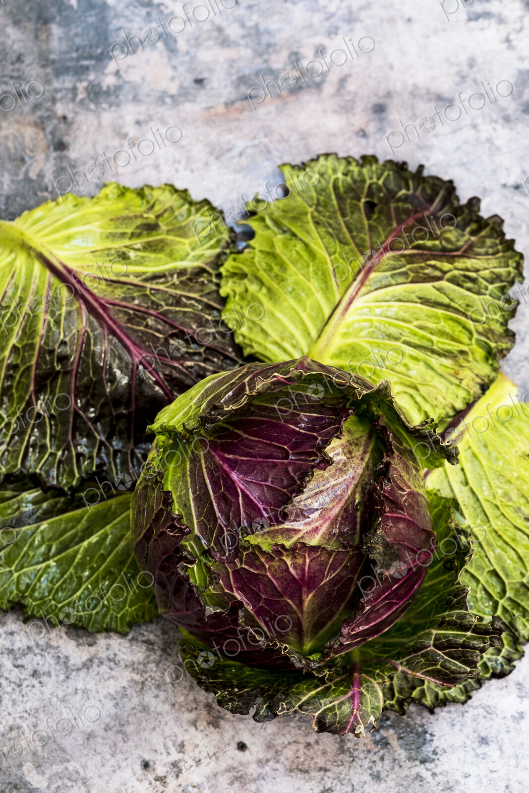 Still life of a fresh green cabbage