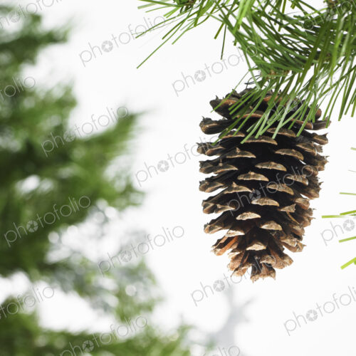 Still life. Green leaf foliage and decorations. A pine tree branch with green needles.… Still life. Green leaf foliage and decorations. A pine tree branch with green needles.…