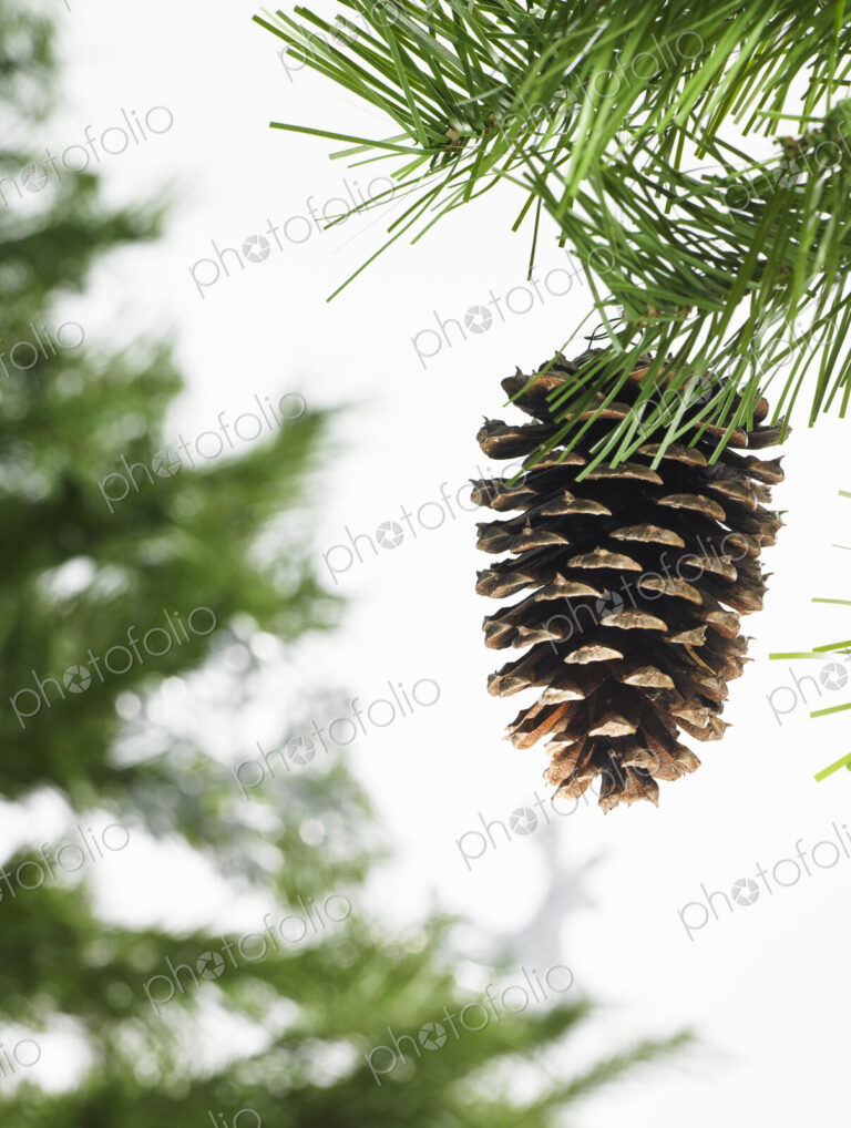 Still life. Green leaf foliage and decorations. A pine tree branch with green needles.…