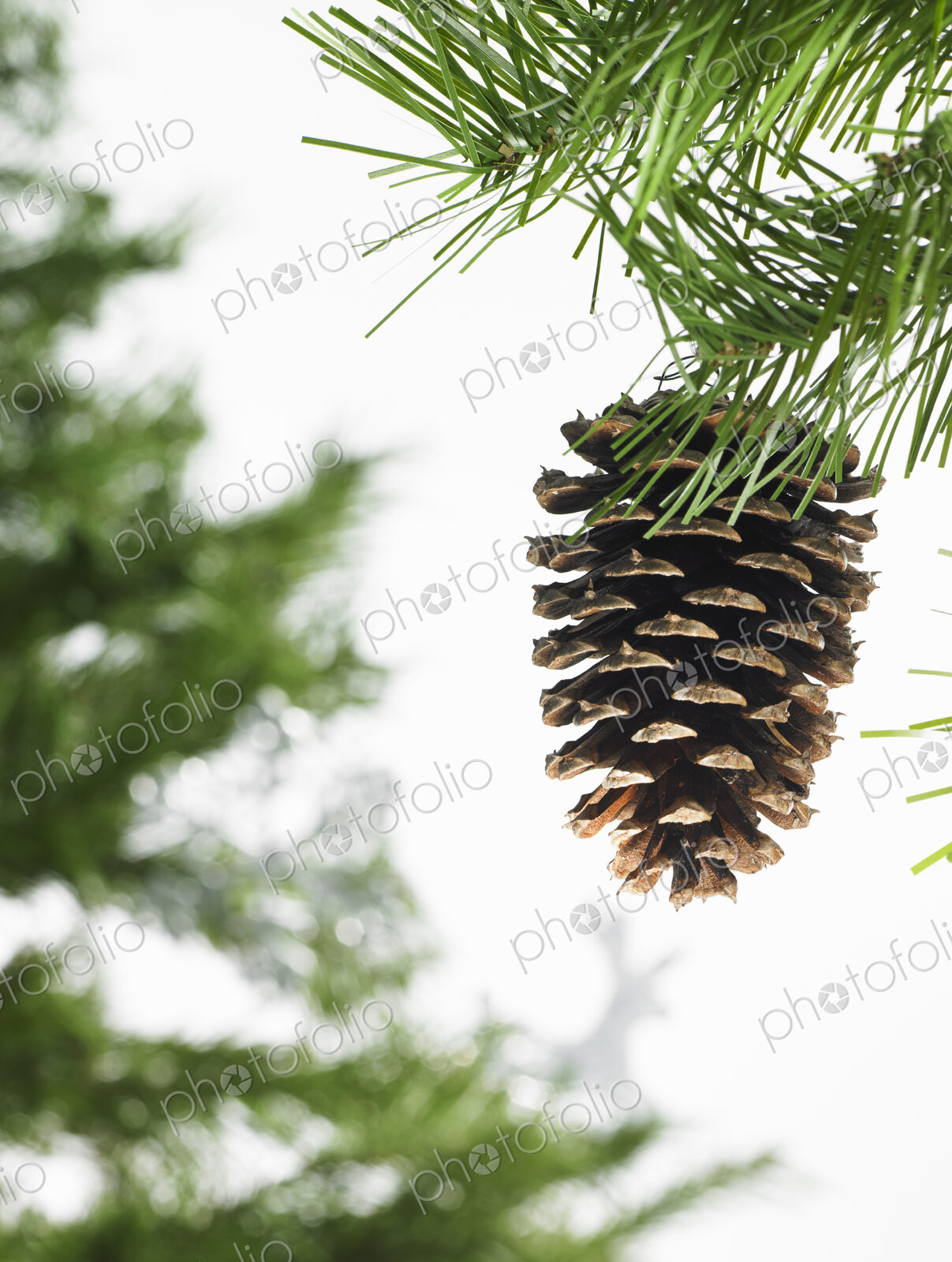 Still life. Green leaf foliage and decorations. A pine tree branch with green needles.…