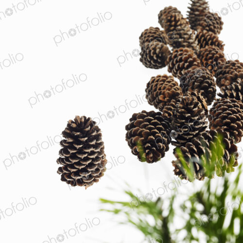Still life. Green leaf foliage and decorations. A pine tree with green needles. A…