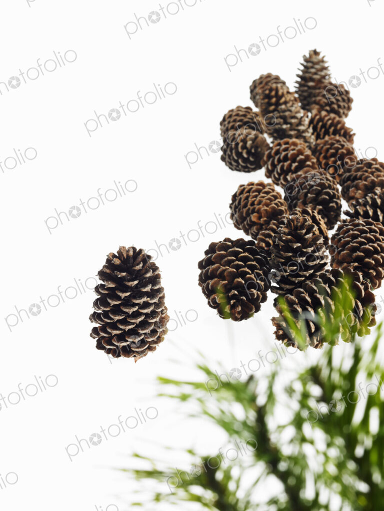 Still life. Green leaf foliage and decorations. A pine tree with green needles. A…