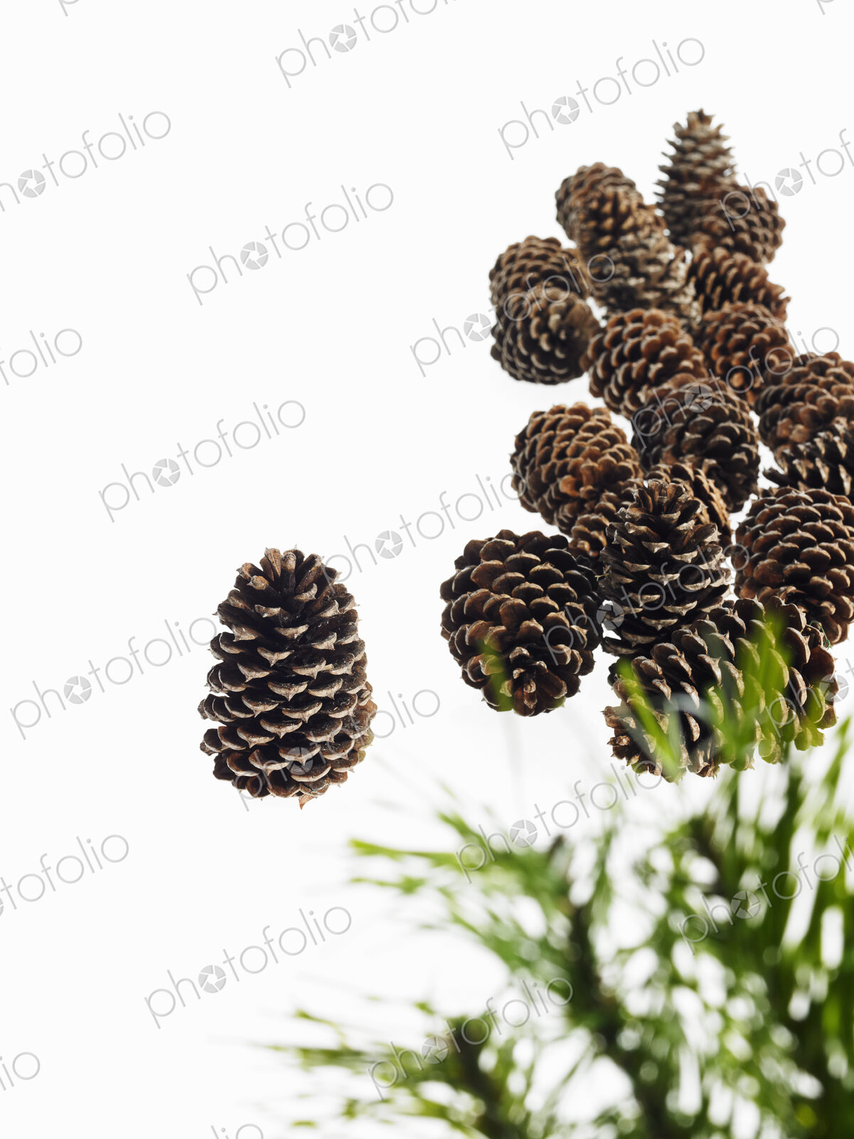 Still life. Green leaf foliage and decorations. A pine tree with green needles. A…