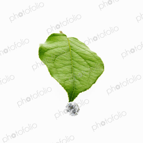 Still life. Green leaf foliage and decorations. A single leaf with veins, and a small… Still life. Green leaf foliage and decorations. A single leaf with veins, and a small…