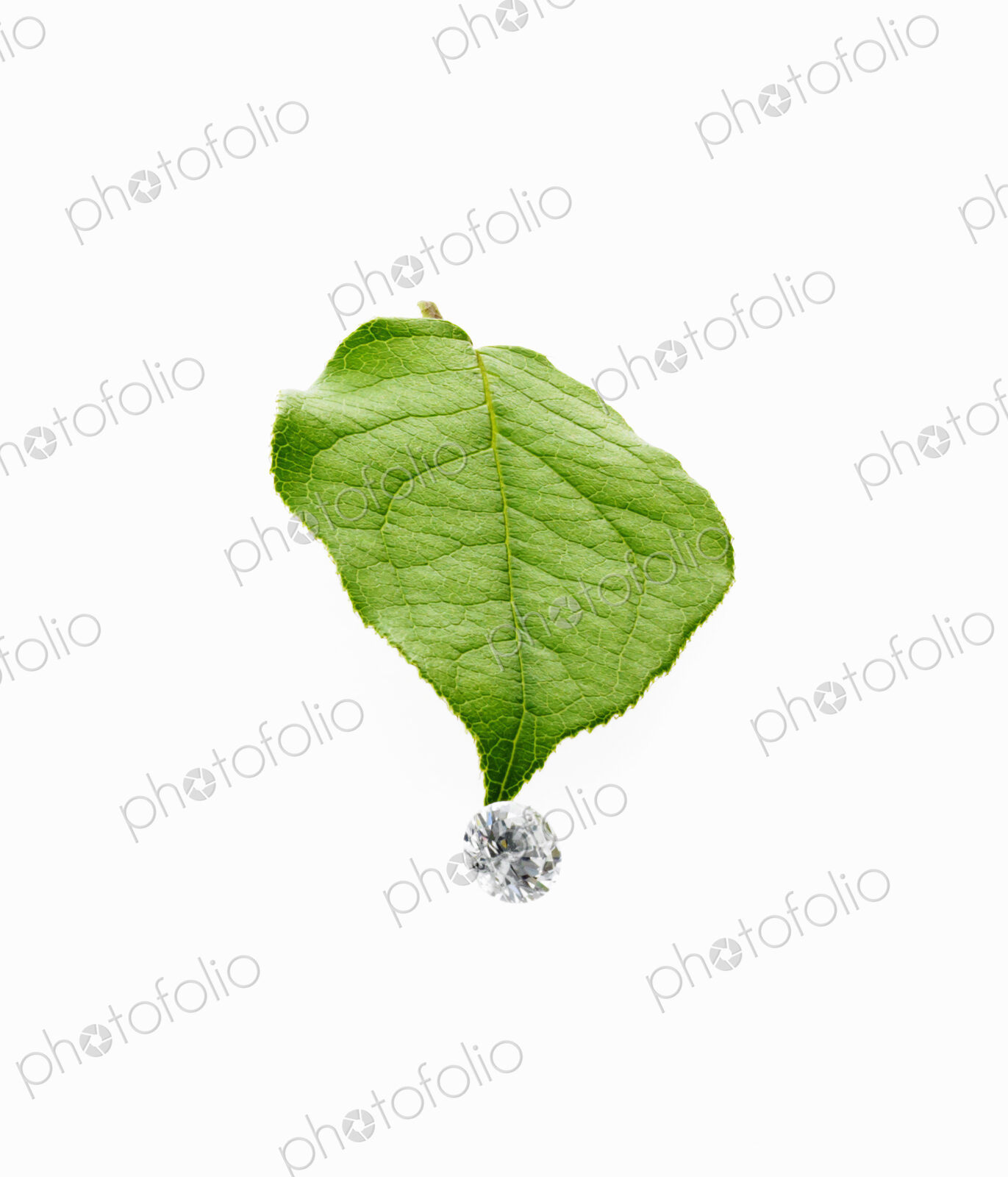 Still life. Green leaf foliage and decorations. A single leaf with veins, and a small…