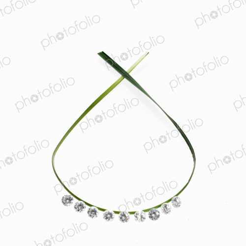 Still life. Green leaf foliage and decorations. A thin green strap leaf in a loop with… Still life. Green leaf foliage and decorations. A thin green strap leaf in a loop with…