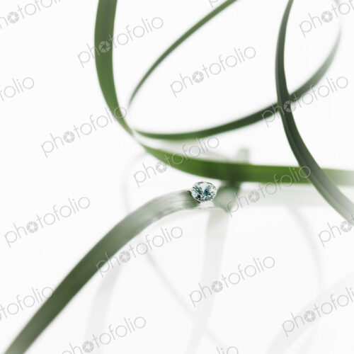 Still life. Green leaf foliage and decorations. Thin strap green leaves or leaf… Still life. Green leaf foliage and decorations. Thin strap green leaves or leaf…