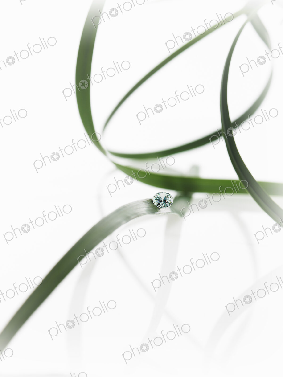 Still life. Green leaf foliage and decorations. Thin strap green leaves or leaf…