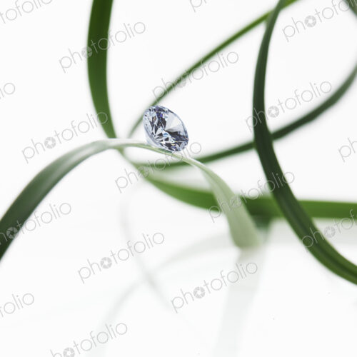 Still life. Green leaf foliage and decorations. Thin strap green leaves or leaf… Still life. Green leaf foliage and decorations. Thin strap green leaves or leaf…