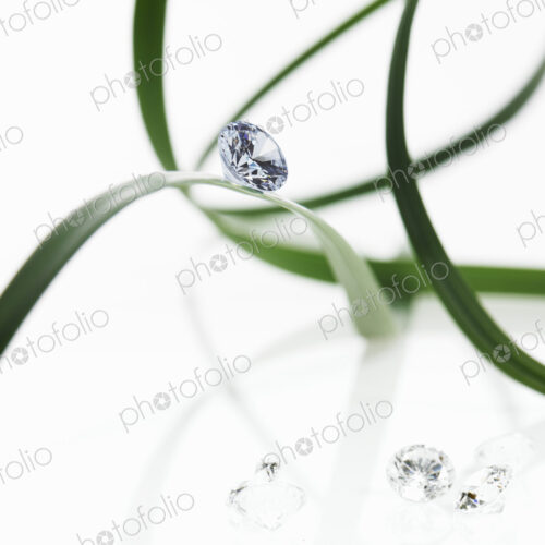 Still life. Green leaf foliage and decorations. Thin strap green leaves or leaf… Still life. Green leaf foliage and decorations. Thin strap green leaves or leaf…