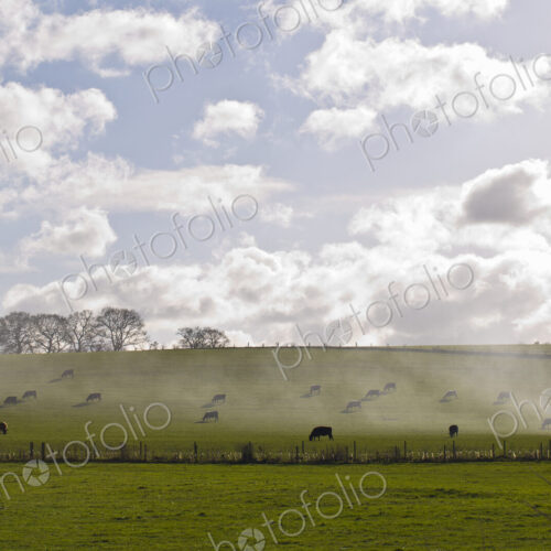 Stock image 20115