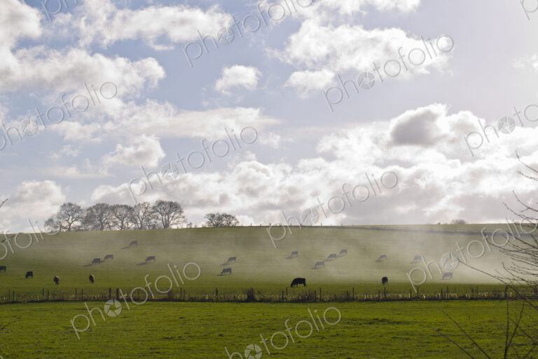 Stock image 20115