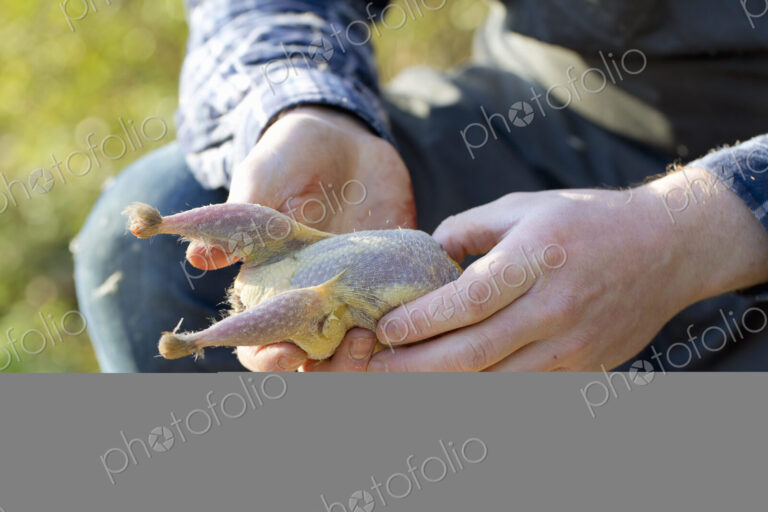 Stock image 20116