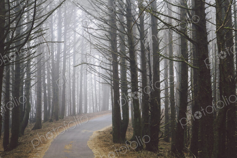 Stock image 36891