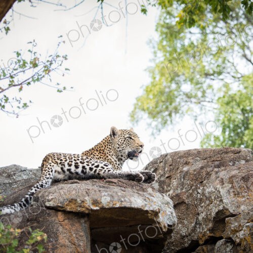 Stock image 44525