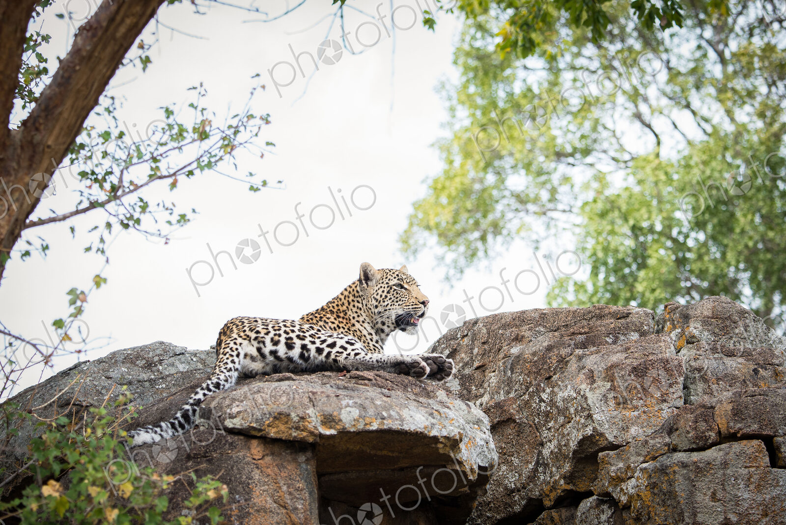 Stock image 44525