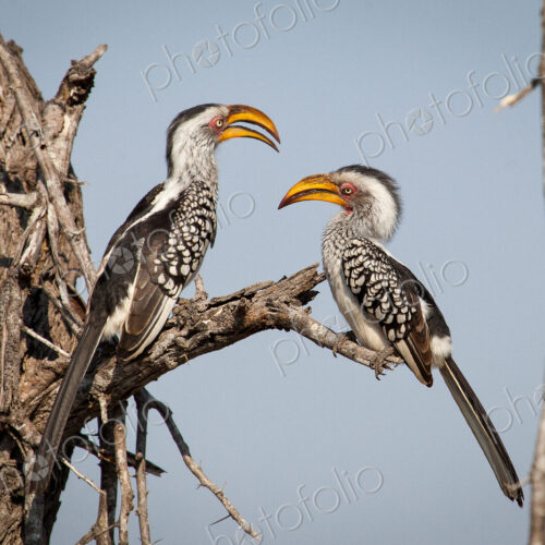 Stock image 44700