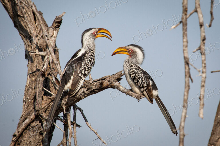 Stock image 44700