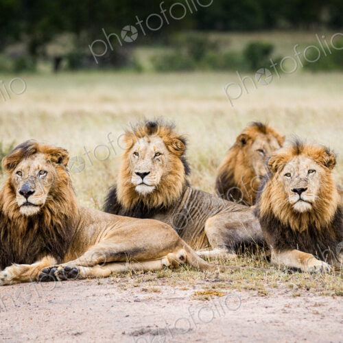 Stock image 44826