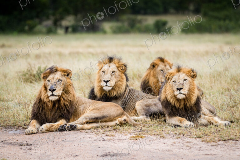 Stock image 44826