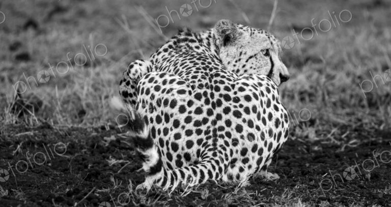 Stock image 76282