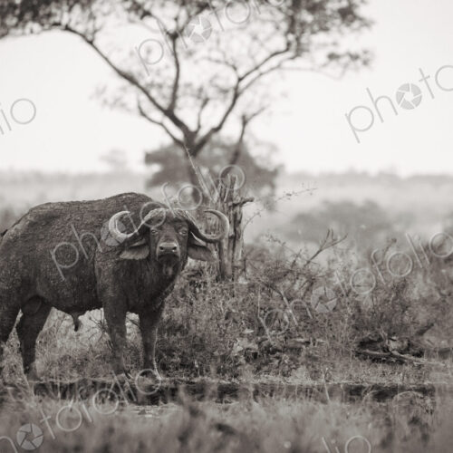 Stock image 80414 Stock image 80414
