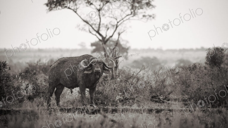 Stock image 80414